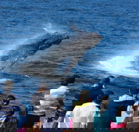 Tangalooma Island Resort Whale Watching Day Cruise - Tourism Guide