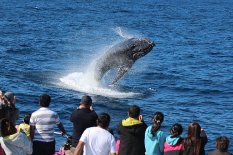Tangalooma Island Resort Whale Watching Day Cruise With Dolphin Viewing - Travel Agents 1