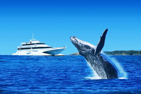 Tangalooma Island Resort Whale Watching Day Cruise With Dolphin Viewing - Travel Agents 2