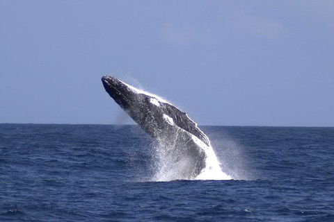 Tangalooma Island Resort Whale Watching Day Cruise With Dolphin Viewing - Travel Agents 4