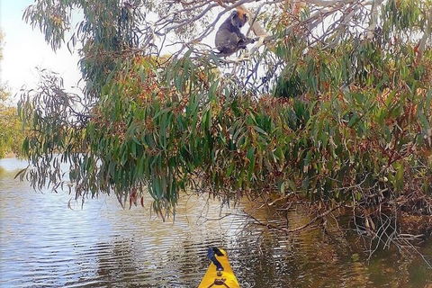 Kangaroo Island Self-Guided Kayaking On The Harriet River - Tourism Guide 4