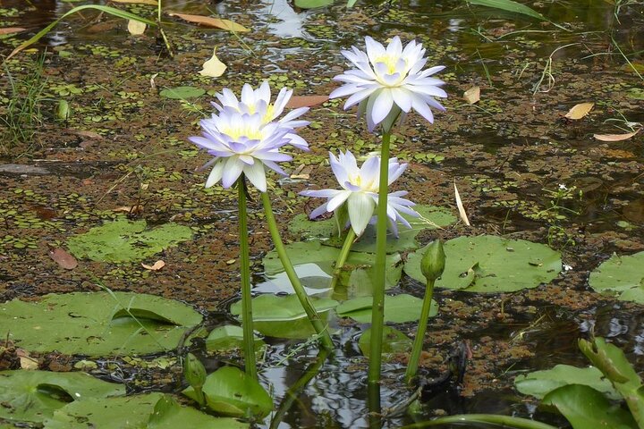 Arcadia Vale NSW Tourism Guide