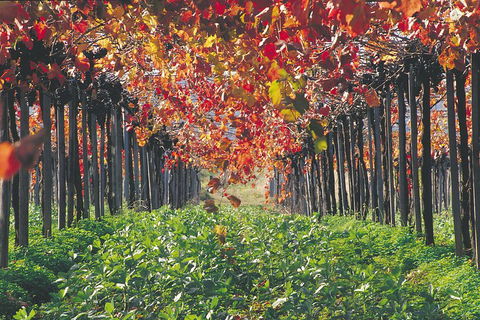 Margaret River Private Tour - Tourism Guide 0