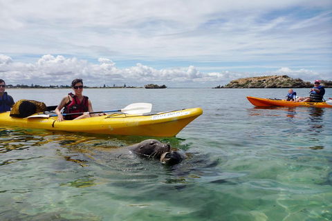 Seal Island And Penguin Island Or Point Peron Sea Kayak Tour - Tourism Guide 0
