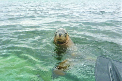 Seal Island And Penguin Island Or Point Peron Sea Kayak Tour - Tourism Guide 1
