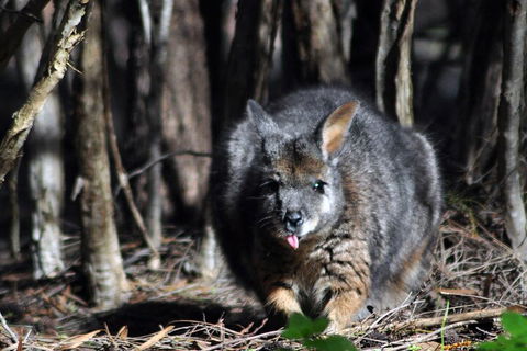Small-Group Kangaroo Island 4WD Night Tour - Travel Agents 1