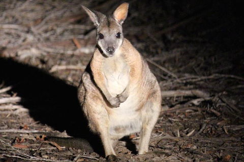 Small-Group Kangaroo Island 4WD Night Tour - Travel Agents 3