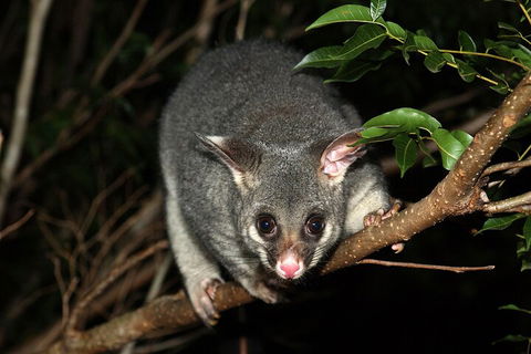 Small-Group Kangaroo Island 4WD Night Tour - Travel Agents 5