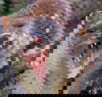 After Dark Tasmanian Devil Feeding Tour at Cradle Mountain - Tourism Guide