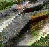 1-Hour Tasmanian Devil Feeding Day Tour at Cradle Mountain - Tourism Guide