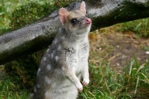 1-Hour Tasmanian Devil Feeding Day Tour At Cradle Mountain - Cruises Travel 0