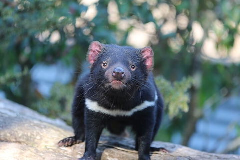 1-Hour Tasmanian Devil Feeding Day Tour At Cradle Mountain - Cruises Travel 1
