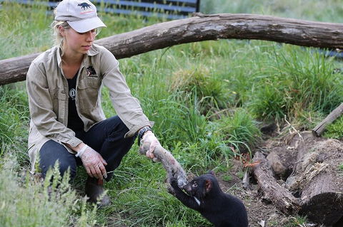 1-Hour Tasmanian Devil Feeding Day Tour At Cradle Mountain - Cruises Travel 2