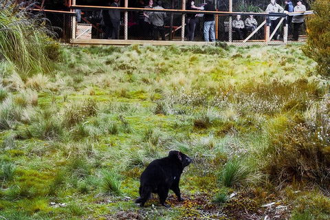 1-Hour Tasmanian Devil Feeding Day Tour At Cradle Mountain - Cruises Travel 5