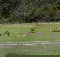 Yanchep  Lancelin - Wildlife Cave And Sands - Tourism Guide