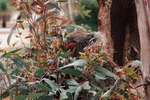 Yanchep & Lancelin - Wildlife, Cave And Sands - Tourism Guide 1