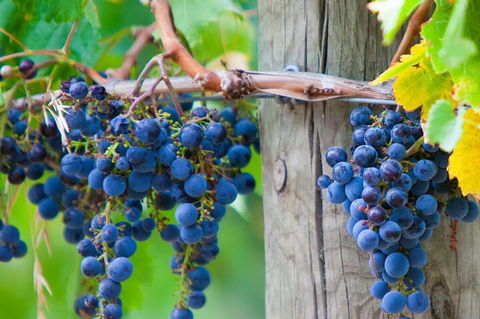 Yarra Valley, Dandenong Ranges Inc. Lunch With Wine,plus Morning Tea,chocolate - Cruises Travel 0