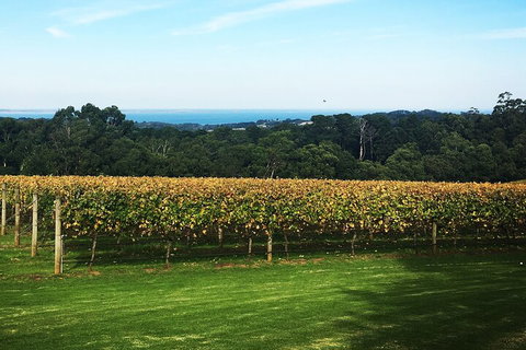 Yarra Valley Wine Tour Inc Lunch With A Glass Of Wine, Tastings And Chocolate - Tourism Guide 2