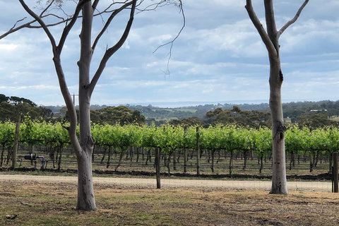 Yarra Valley Wine Tour Inc Lunch With A Glass Of Wine, Tastings And Chocolate - Tourism Guide 3