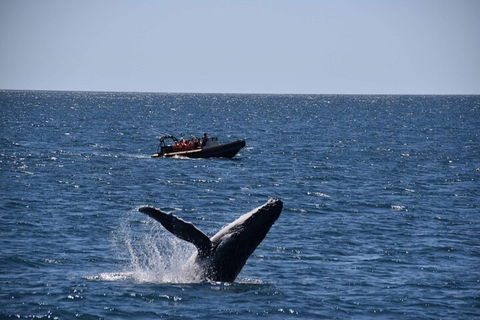 Adventure Whale Watching Tour Mooloolaba - Tourism Guide 1