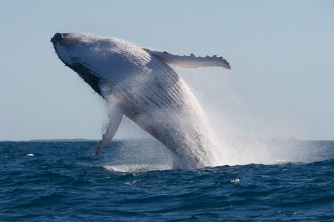 Adventure Whale Watching Tour Mooloolaba - Tourism Guide 5