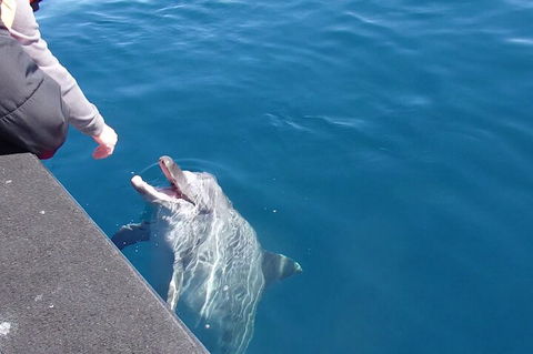 Noosa Wild Dolphin Safari - Tourism Guide 0
