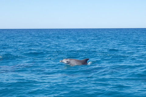 Noosa Wild Dolphin Safari - Tourism Guide 1