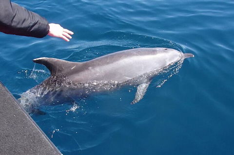 Noosa Wild Dolphin Safari - Tourism Guide 2