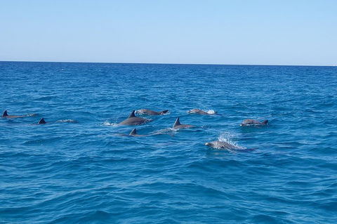 Noosa Wild Dolphin Safari - Tourism Guide 3