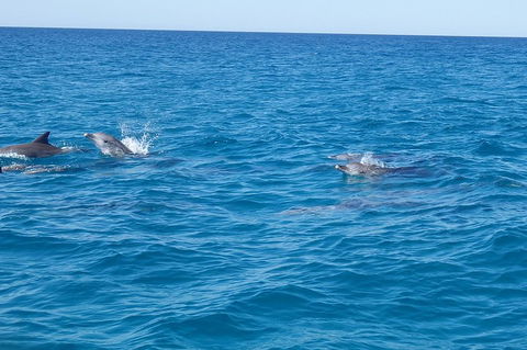 Noosa Wild Dolphin Safari - Tourism Guide 4