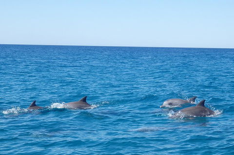 Noosa Wild Dolphin Safari - Tourism Guide 5