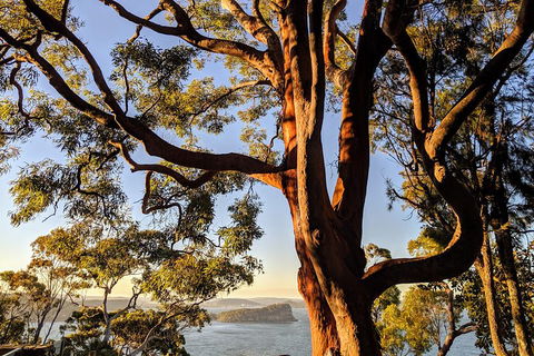 Manly & Sydney's Northern Beaches With 'Personalised Sydney Tours' - Tourism Guide 4