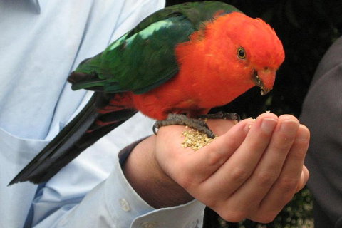 O'Reilly's & Lamington National Park From Brisbane - Travel Agents 1
