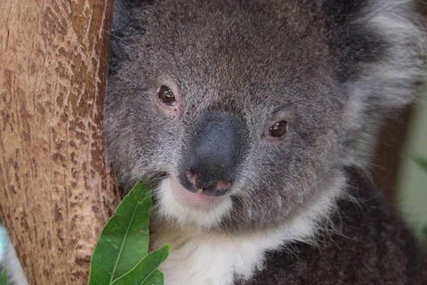 All Inclusive Blue Mountains Small-Group Day Trip From Sydney - Tourism Guide 1