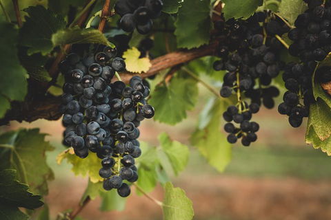 Hideaway Private Tours Hunter Valley- Indulgence Wine Tour (Full Day) - Tourism Guide 3