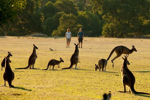 Grampians National Park Small-Group Eco Tour From Melbourne - Travel Search 4