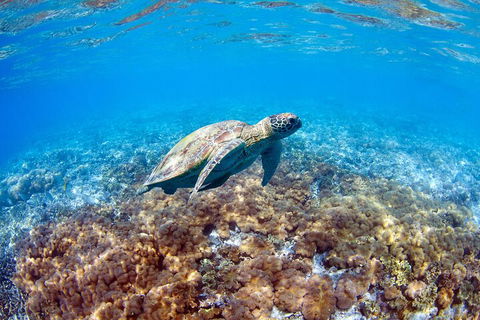 Great Barrier Reef Day Cruise To Reefworld - Travel Search 5
