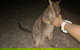 Private Tour To Paronella Park, Historic Village Herberton And Wild Life Wallaby - thumb 0
