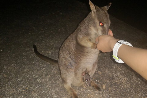 Private Tour To Paronella Park, Historic Village Herberton And Wild Life Wallaby - Travel Agents 0