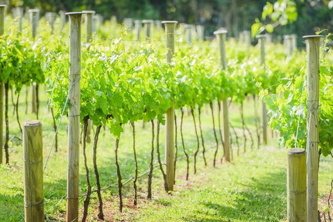 Deluxe Winery Tour To Tamborine Mountain, Includes Gourmet Two Course Lunch - Cruises Travel 5