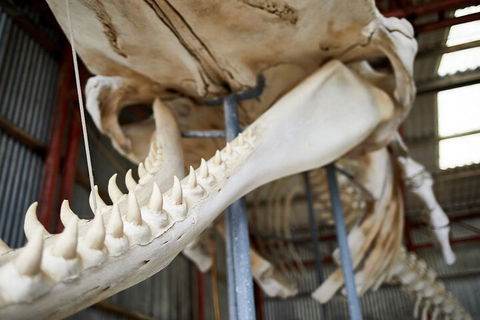 Albany's Whale Story - Tourism Guide 5