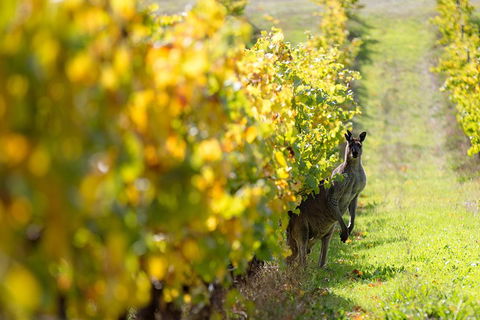 Margaret River 3 Day Escape - Tourism Guide 4