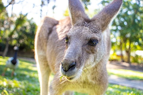 Virtual Interactive Australian Wildlife Tour With Private Guide-Wildlife Habitat - Cruises Travel 2