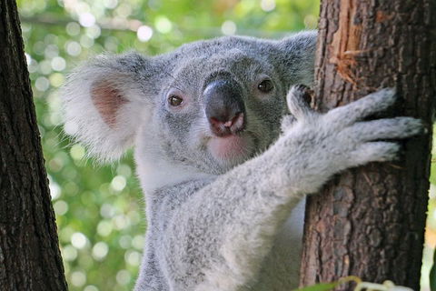 Virtual Interactive Australian Wildlife Tour With Private Guide-Wildlife Habitat - Cruises Travel 3