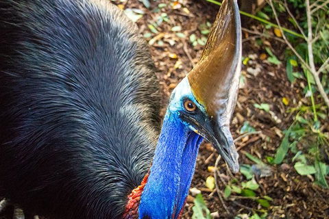 Virtual Interactive Australian Wildlife Tour With Private Guide-Wildlife Habitat - Cruises Travel 5