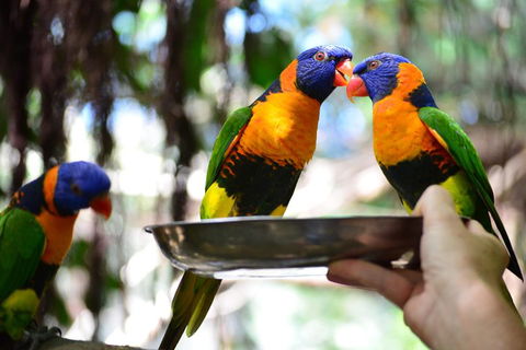 Wildlife Habitat Port Douglas - Tourism Guide 0
