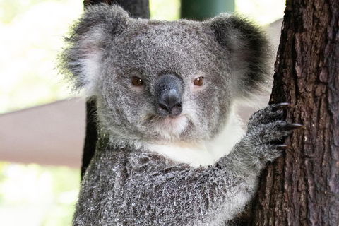 Wildlife Habitat Port Douglas - Tourism Guide 1