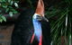 Wildlife Habitat Port Douglas - thumb 3