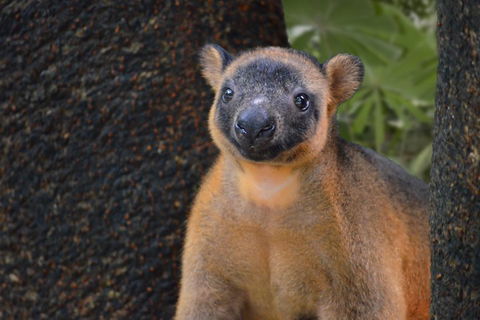 Wildlife Habitat Port Douglas - Tourism Guide 5