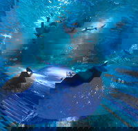 Snorkel with Sharks at AQWA - Tourism Guide